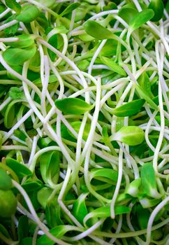 Pile of Delicious Fresh Organic Sunflower Sprouts in a Salad Bar