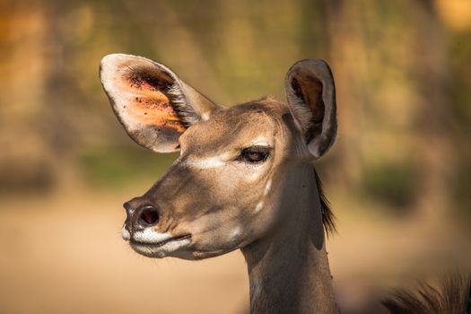 Portrait of a Kudu antelope Tragelaphus strepsiceros, Kruger National Park, South Africa