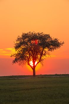 Alone tree on meadow at sunset with sun