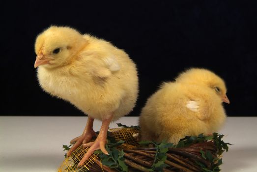 Cute little chicken isolated on yellow background and eggs into incubator