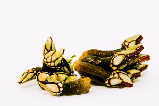 Group of barnacles seafood on a white background