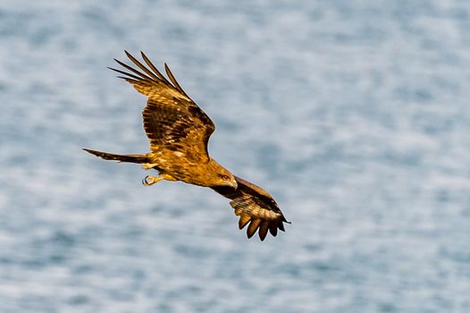 The Golden Eagle in Wai Ling Ding island of ZhuHai, Guangdong province, China.