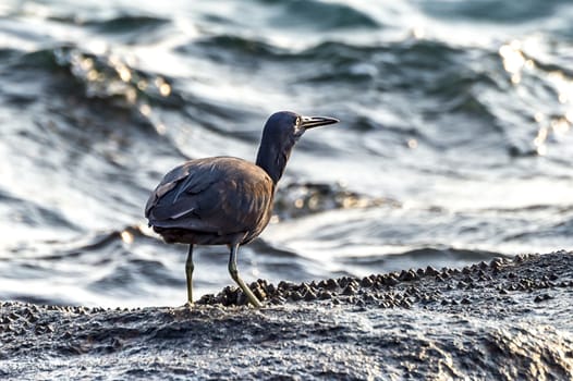 The Pacific Reef-Egret in Wai Ling Ding island of ZhuHai, Guangdong province, China.