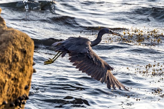 The Pacific Reef-Egret in Wai Ling Ding island of ZhuHai, Guangdong province, China.