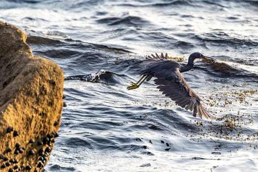 The Pacific Reef-Egret in Wai Ling Ding island of ZhuHai, Guangdong province, China.