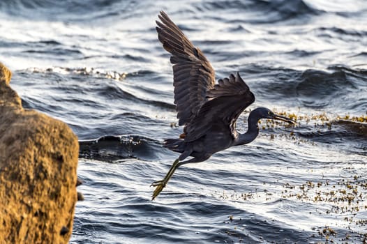 The Pacific Reef-Egret in Wai Ling Ding island of ZhuHai, Guangdong province, China.