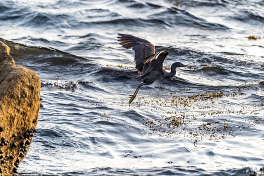 The Pacific Reef-Egret in Wai Ling Ding island of ZhuHai, Guangdong province, China.