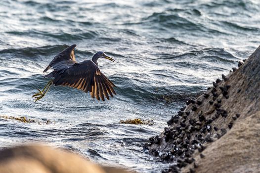 The Pacific Reef-Egret in Wai Ling Ding island of ZhuHai, Guangdong province, China.