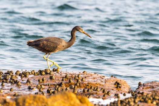 The Pacific Reef-Egret in Wai Ling Ding island of ZhuHai, Guangdong province, China.