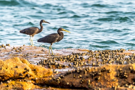 The Pacific Reef-Egret in Wai Ling Ding island of ZhuHai, Guangdong province, China.