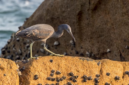 The Pacific Reef-Egret in Wai Ling Ding island of ZhuHai, Guangdong province, China.