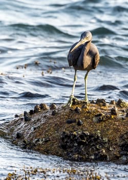 The Pacific Reef-Egret in Wai Ling Ding island of ZhuHai, Guangdong province, China.