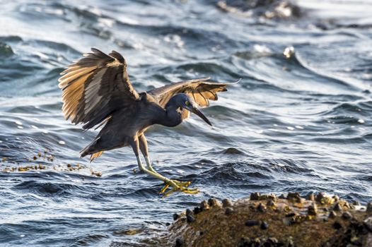 The Pacific Reef-Egret in Wai Ling Ding island of ZhuHai, Guangdong province, China.