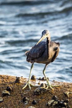 The Pacific Reef-Egret in Wai Ling Ding island of ZhuHai, Guangdong province, China.