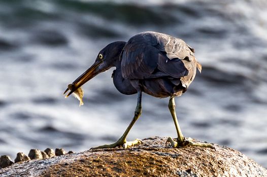 The Pacific Reef-Egret in Wai Ling Ding island of ZhuHai, Guangdong province, China.