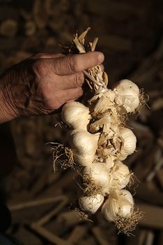 Bunches of onions hanging from the ceiling in a barn with dark background.