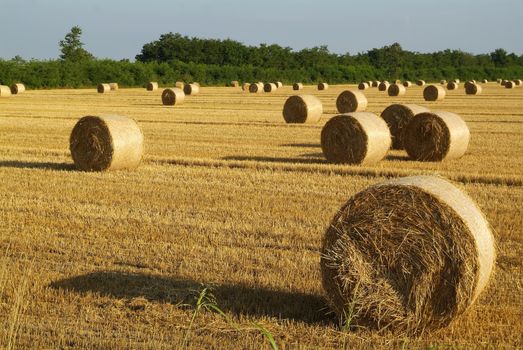 hay bale in harvest field in italy