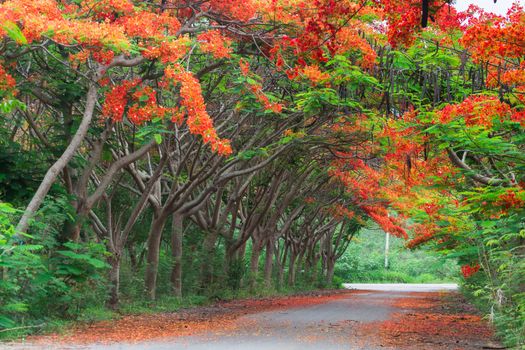 Scene of Flame Tree, Royal Poinciana or delonix regia in autumn season.  Red Flower bloom over road or street