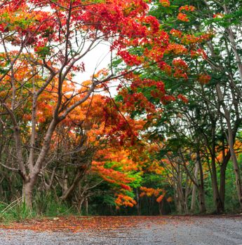 Blur or Defocus Scene of Flame Tree, Royal Poinciana or delonix regia in autumn season.  Red Flower bloom over road or street