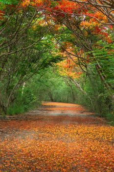 Scene of Flame Tree, Royal Poinciana or delonix regia in autumn season.  Red Flower bloom over road or street