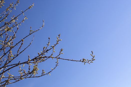 Spring tree branches with an abundance of buds against blue sky on a sunny spring day in April, Sweden.