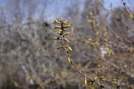 Spring tree branches with an abundance of buds on a sunny spring day in April, Sweden.