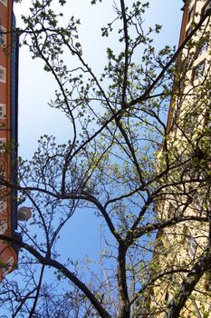 Spring green leaves and blue sky between buildings on a sunny day in Vasastan, April in Stockholm, Sweden.