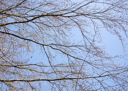 Spring tree branches with an abundance of buds against blue sky on a sunny spring day in April, Sweden.