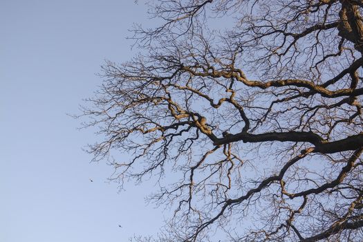 Oak tree branches against blue sky on a sunny spring day in Stockholm, Sweden.