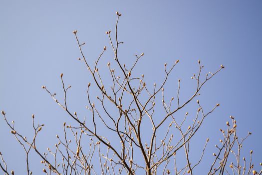 Spring tree branches with an abundance of buds against blue sky on a sunny spring day in April, Sweden.