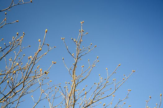Spring tree branches with an abundance of buds against blue sky on a sunny spring day in April, Sweden.