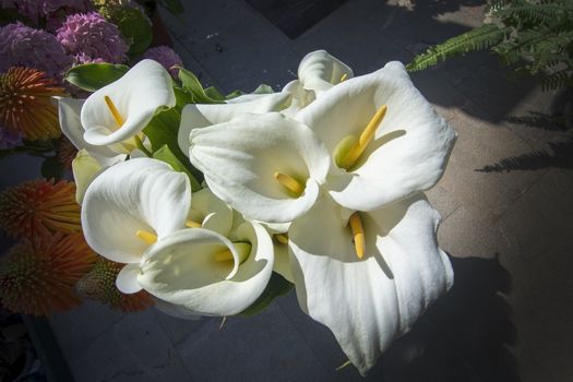 Beautiful white calla lilies closeup with petals and pistils in sunshine from above.