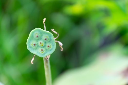 Close up of the seed's lotus in thailand