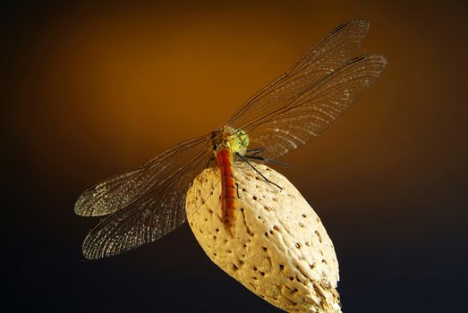 The free wings of the red dragonfly on the rough nut. With darck background.