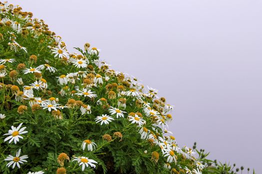 Green grass and glade of flowers of chamomiles on a hillside against the background of fog on a cloudy day.