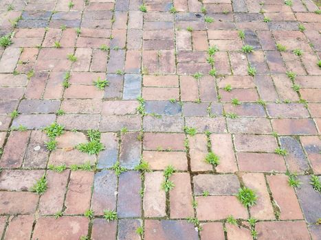 red brick tiles or masonry with green weeds or plants