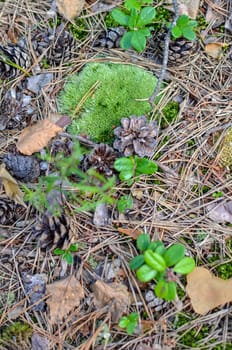 bumps on the grass and green moss