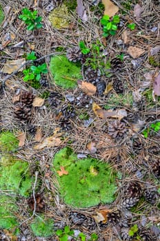 bumps on the grass and green moss