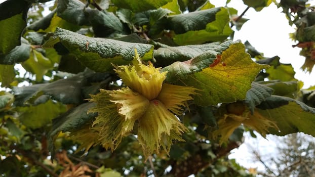 flower pod or petals on plant or tree with green leaves