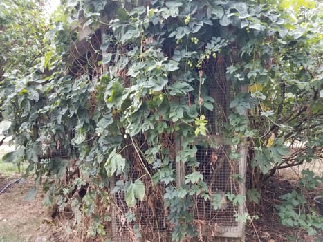 green vines or weed plants growing on metal lattice