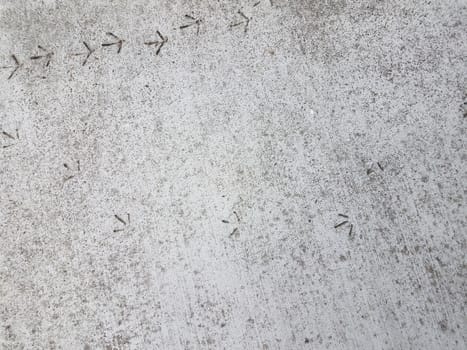 bird footprints or tracks in grey cement sidewalk