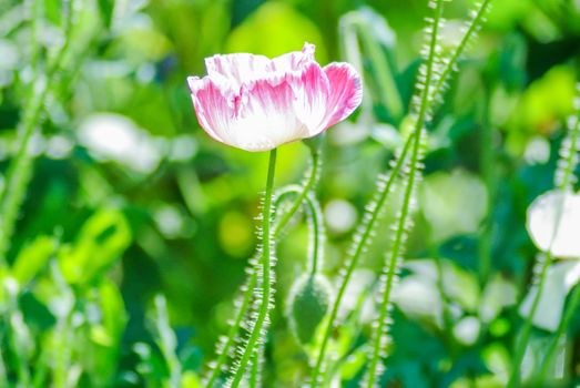 Poppies flowering Latin papaver rhoeas with the light behind