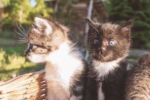 Lovely little kittens peeking out of the basket, outdoors.
