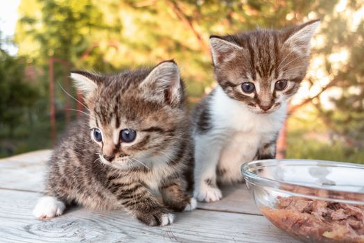 Lovely little kittens on Lovely little kittens on a wooden table, outdoorsa wooden table, outdoors