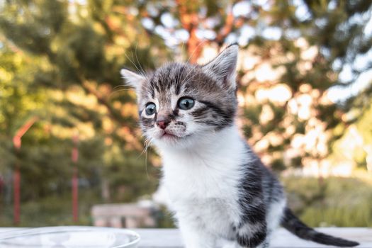 A cute little kitten is standing on a wooden table, outdoors.
