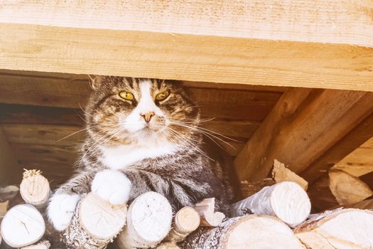 A large cat sits on the wood under the roof.