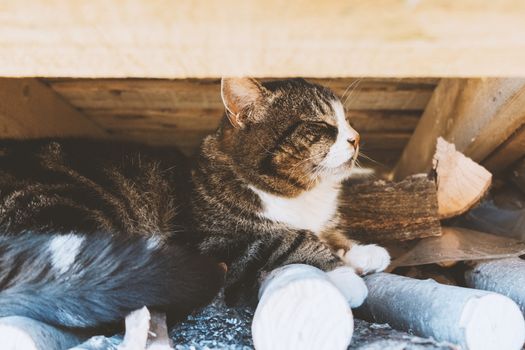 A large cat sits on the wood under the roof.