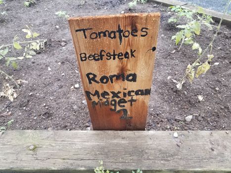 garden with tomatoes, beefsteak, roma, and Mexican midget and sign and dirt