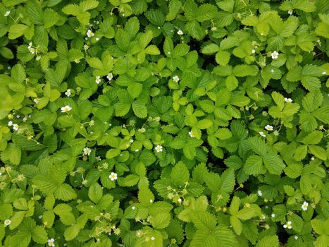 strawberry fruit plants with green leaves and white flowers