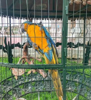 Ara Ararauna - Blue And Yellow Macaw.